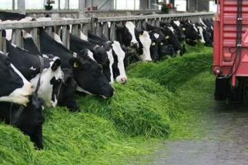 В Україні скорочується поголів'я більшості видів сільгосптварин