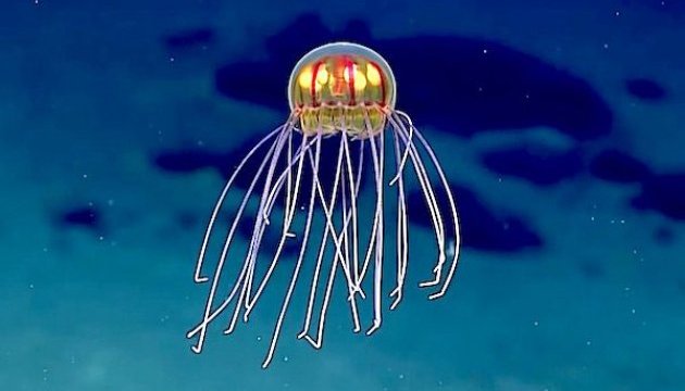 Вчені виявили новий вид медуз
