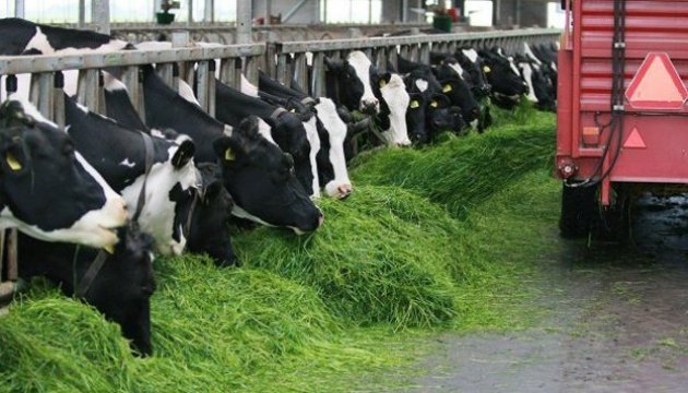 Поголів’я корів в Україні цьогоріч зменшується на понад 1,5 тисячі голів щомісяця — експерти