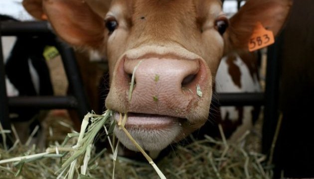 Україна недоотримує $2 мільярди на експорті яловичини - експерт 