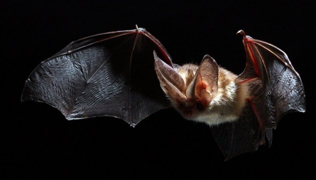 Вуха кажанів виявилися «другими крилами» - шведські вчені
