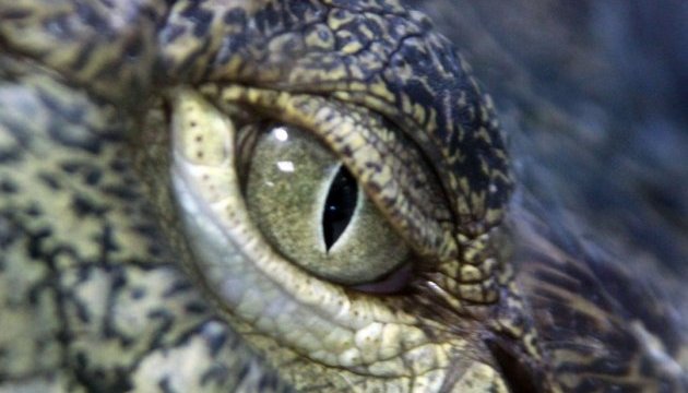 Вчені з'ясували, чому крокодили такі хороші мисливці