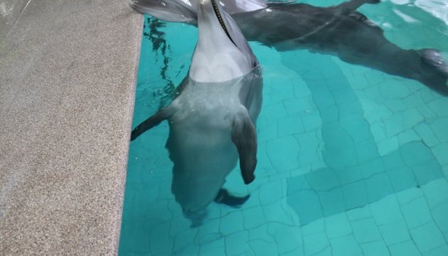 У Трускавці рятують двох замучених дельфінів