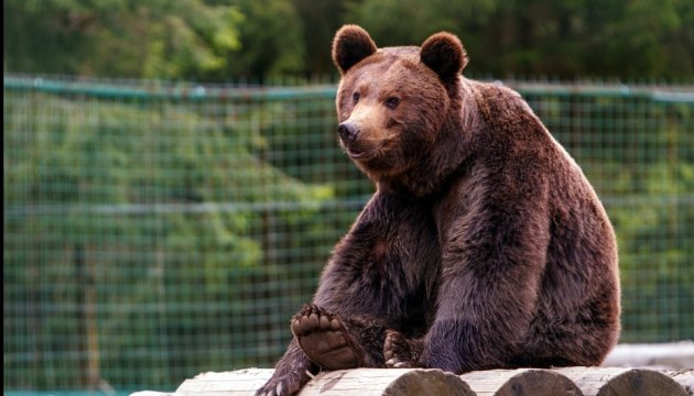 Un nouveau refuge pour les ours sera construit en Ukraine