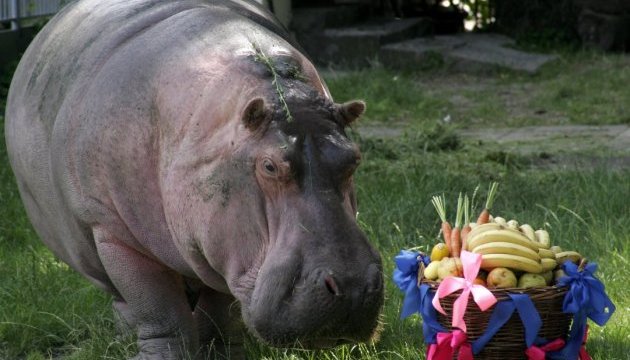 У Київському зоопарку померла бегемотиха - найстаріша у світі