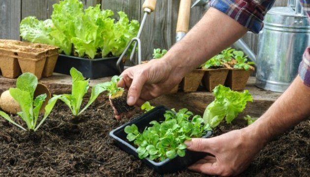 Desde el principio del año Ucrania ha aumentado el volumen de las exportaciones agrícolas en casi un 40%