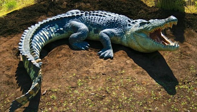 В Австралії розшукують жінку, на яку напав крокодил