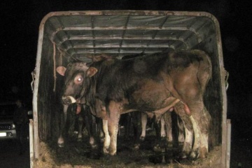 Ucrania suministrará ganado bovino a Argelia