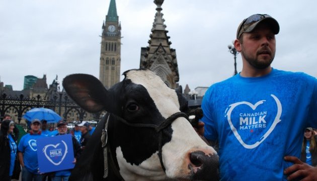 Фермери привели до канадського парламенту корів та трактори