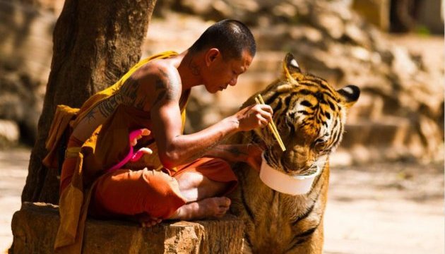Із знаменитого монастиря в Таїланді вивезли всіх тигрів