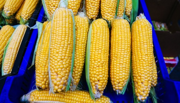 Ukraine can strengthen positions as global corn exporter