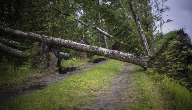 У Фінляндії шторм знеструмив понад 10 тисяч будинків 