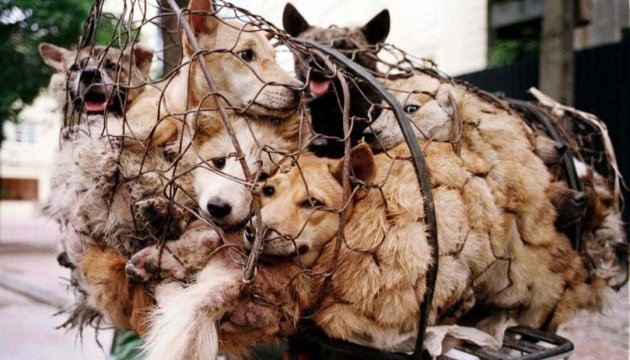 У Китаї вимагають заборонити фестиваль собачого м'яса