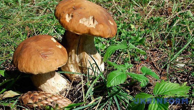 Як відрізнити їстівні гриби від отруйних 