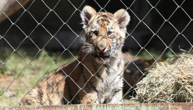 Кличко обіцяє модернізувати київський зоопарк на європейський зразок