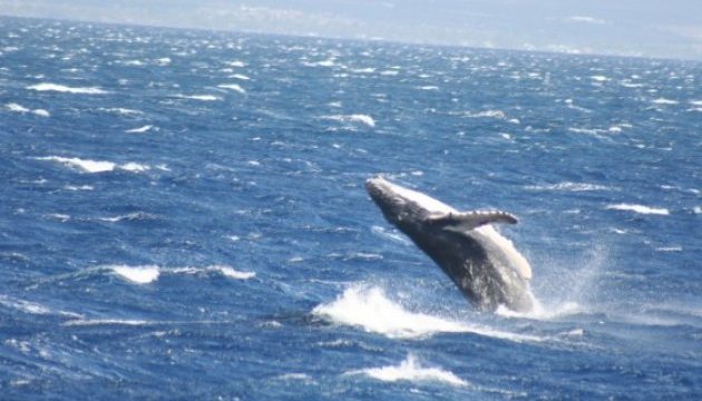 На Чукотці за минулий рік вбили 120 китів