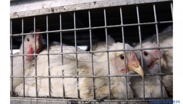 EU bans poultry imports from Ukraine 