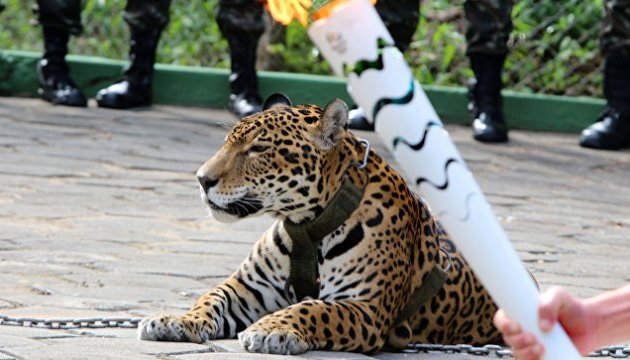У Бразилії застрелили ягуара, що був талісманом Олімпіади