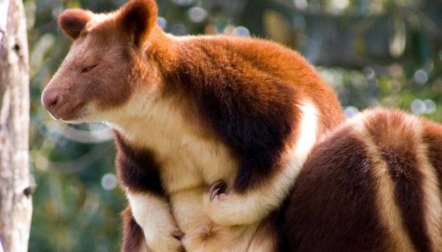 В Австралії вперше за 36 років народився рідкісний кенгуру