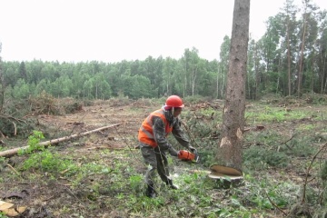 Уряд обговорює з ЄС створення ефективного ринку в сфері вирубки лісів