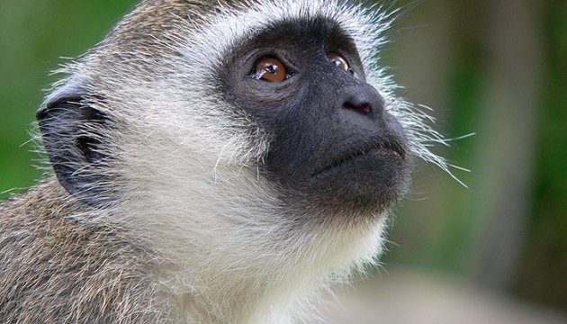 У воронезький зоопарк підкинули вкрадену мавпочку