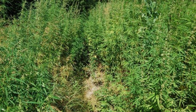 Дрон поліції знайшов 5 га конопель у лісі на Луганщині