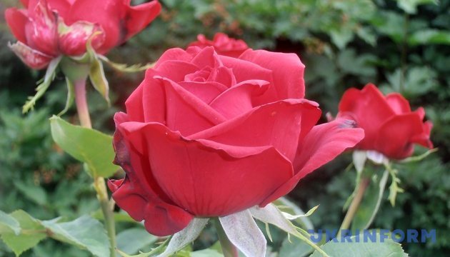 У п'яти областях висадили 9000 троянд на знак подяки країнам, які підтримують Україну