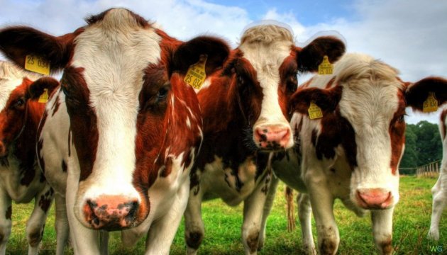 Виробництво молока скоротилося на 6,1% — Держстат