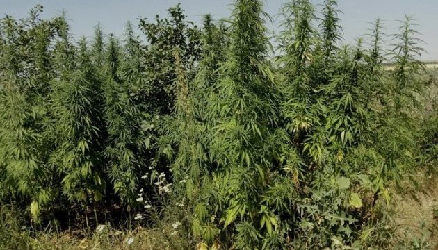 В зоні АТО знищили дві плантації марихуани
