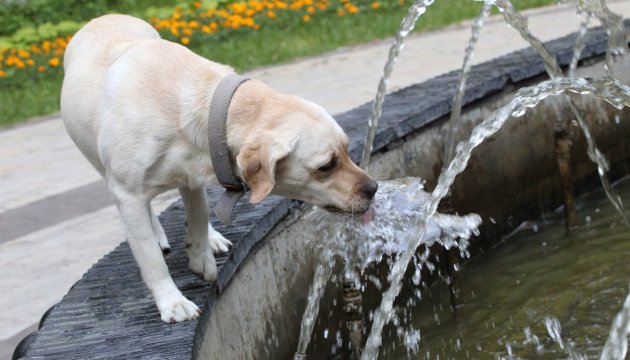 Спека у Києві: на четвер обіцяють до 37°С