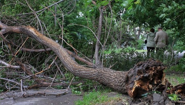 Gust winds felled nearly 100 trees in Kharkiv 