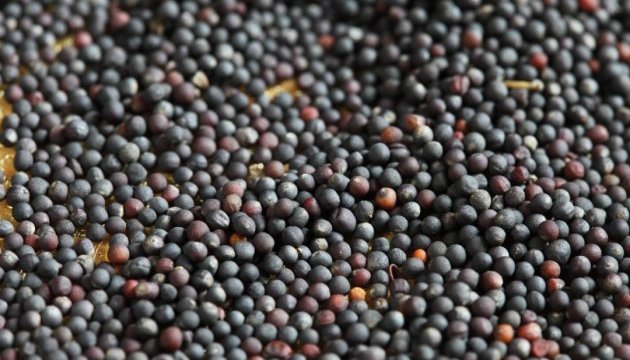 El arancel de exportación sobre semillas de lino y colza frena su producción en Ucrania