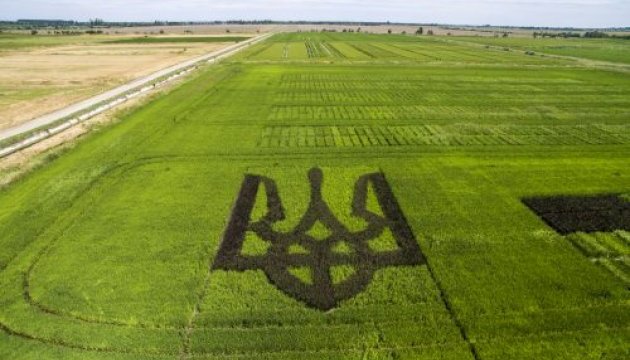 Гігантський тризуб із рису потрапив у Книгу рекордів України
