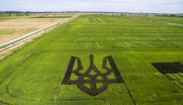 Inscriben el tridente gigante de arroz en el Libro de los Récords de Ucrania