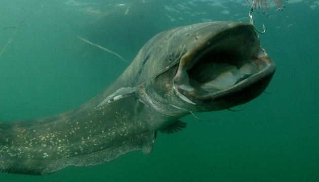 罗夫诺州捕到一条巨大鲶鱼