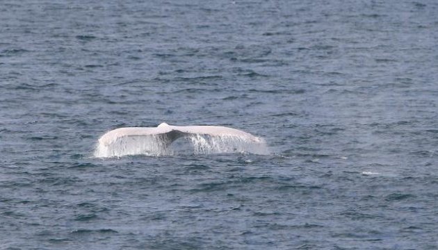 До берегів Австралії приплив рідкісний горбатий кит-альбінос