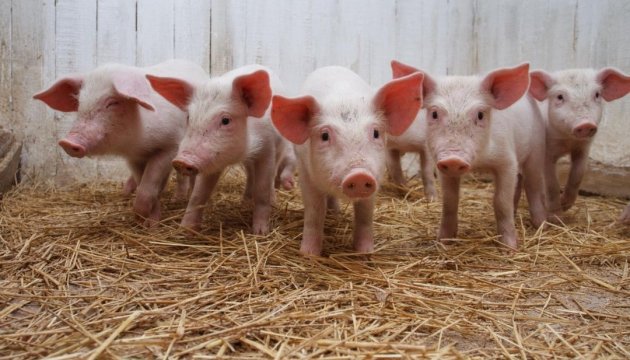 Belarus temporarily bans pork imports from Kherson Region due to ASF outbreaks