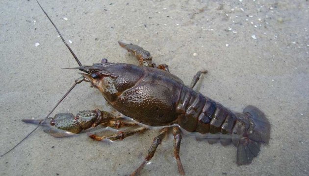 A tiempo Concurso fuga Entra en vigor la prohibición de pesca de cangrejos de río en Ucrania