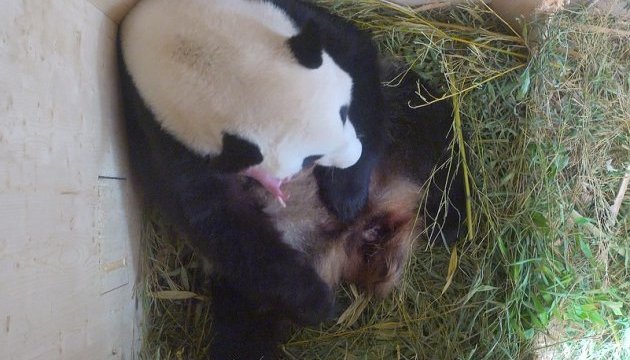 У Відні народилось немовля гігантської панди