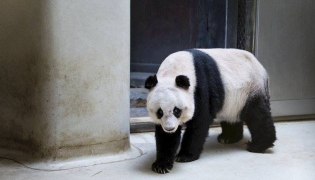 Найстарішій у світі панді виповнилося 38 років