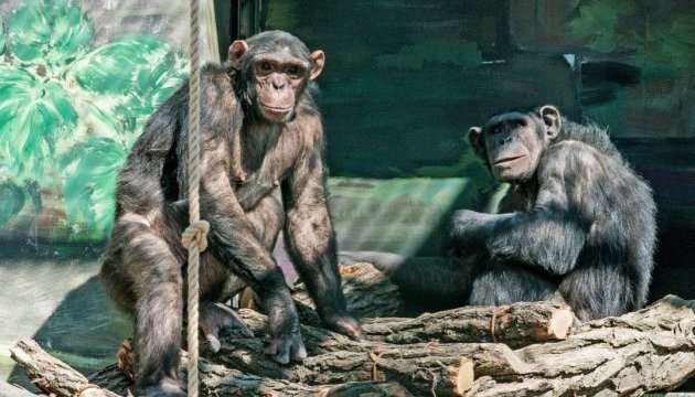 Рада проголосувала за заборону фото з мавпочками