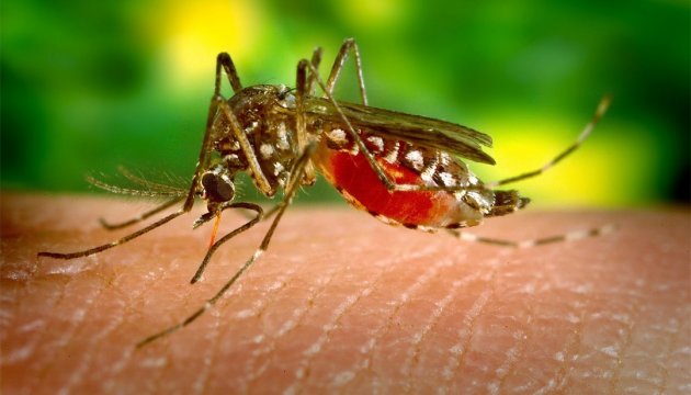 Комарі Зіка Олімпіаді не дошкуляють, бо в Бразилії — зима