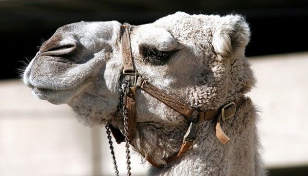 У Данії вчаться пити верблюже молоко