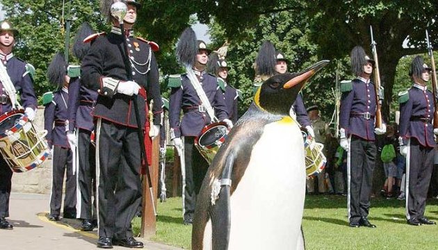 У Норвегії пінгвін став бригадним генералом