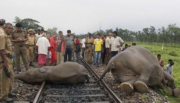 В Індії пасажирський потяг протаранив стадо слонів