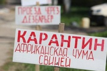 В одному з районів Дніпропетровщини через чуму свиней заборонили полювання
