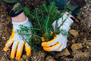Світовий банк допоможе «перерахувати» ліси в Україні