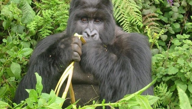 Найбільші в світі горили - на межі зникнення