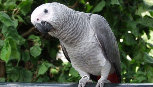 СITES заборонила міжнародну торгівлю сірими африканськими папугами