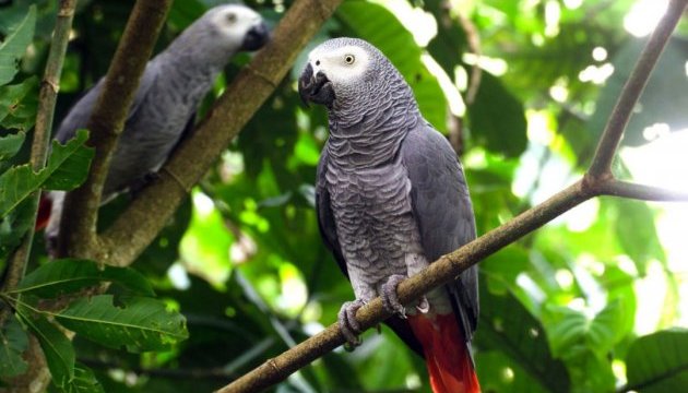 В Африці знайшли нові види птахів
